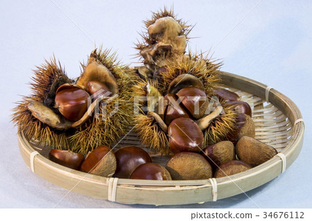 Chestnut  34676112