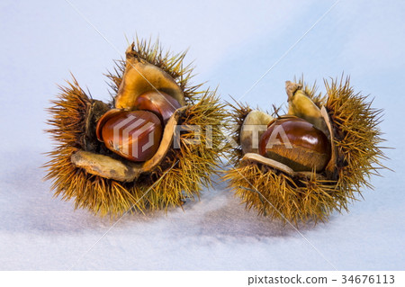 Chestnut  34676113