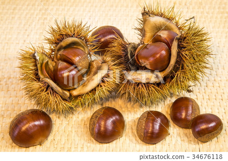 Chestnut Chestnut 34676118