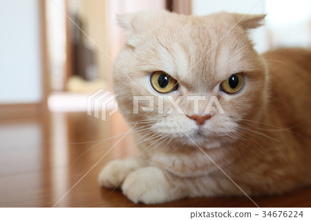 Cute face of a cat Cute face of a cat 34676224