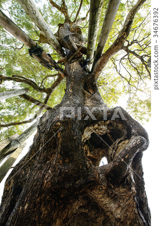 楊柳山形縣老木頭 34676392
