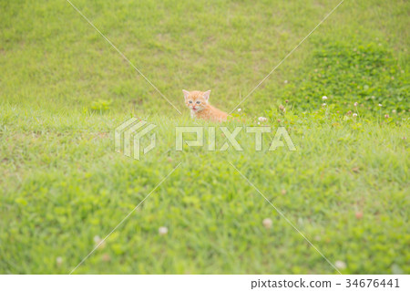 A kitten A kitten 34676441