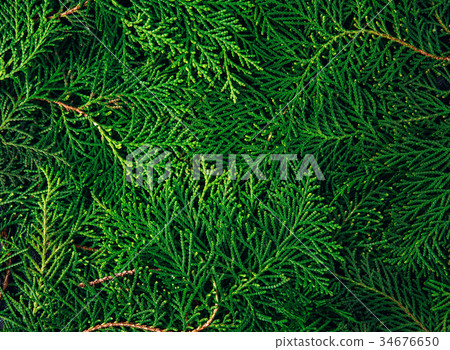 The fresh green pine leaves The fresh green pine leaves 34676650