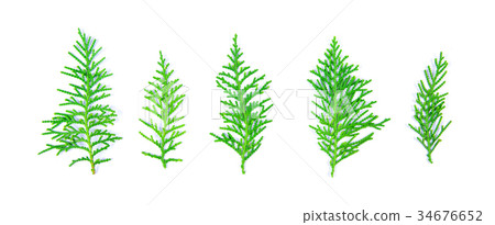 The  fresh green pine leaves , Oriental Arborvitae 34676652