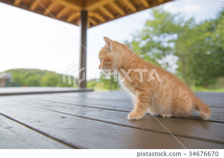 A kitten 34676670