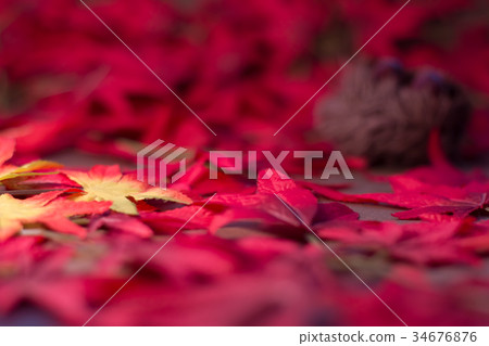 Autumn leaves Chestnut Texture Fake CG material Writing 34676876
