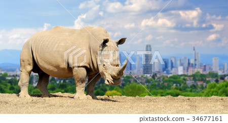 Rhino with the city of on the background 34677161