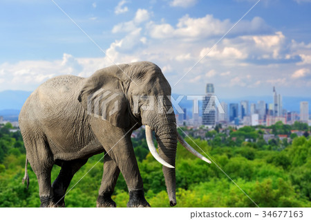 Elephant with the city of on the background Elephant with the city of on the background 34677163