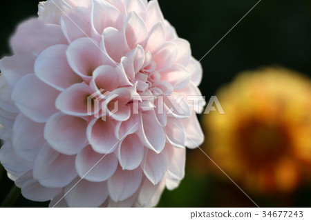 When Dahlia Blooms VI 34677243