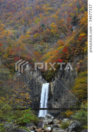Autumnal foliage Seedlings Falls Autumnal foliage Seedlings Falls 34677337