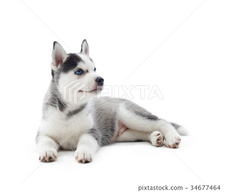 Siberian husky puppy at studio 34677464