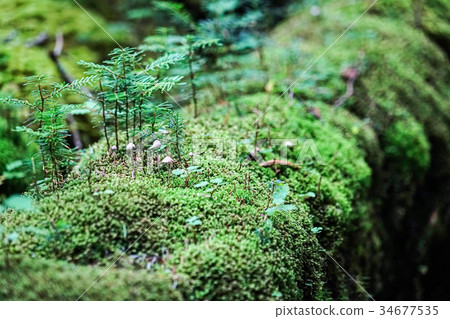 Shirakoma Pond Moss and Primitive Forest 34677535