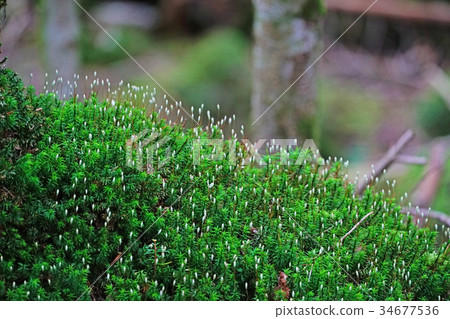 白色森林的Seita kasugigaoke 白色森林的Seita kasugigaoke 34677536