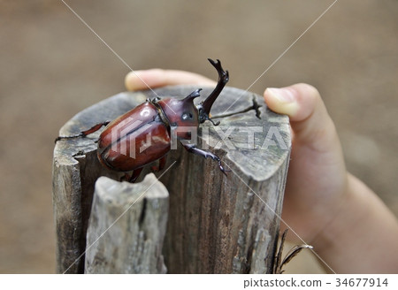 Child's hand touching a beetle 34677914