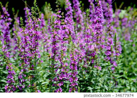 Lythrum 34677974