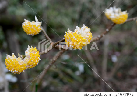 Mitsumata Mitsumata 34677975