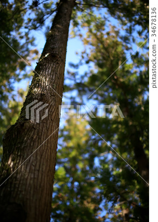 Trees to look up Trees to look up 34678136
