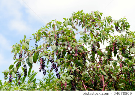 山區鄉房 34678809