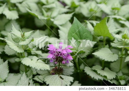 Ramium Ramium 34678811