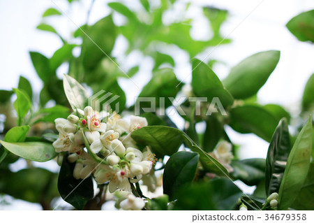 Crystal bundan flower pollination time 34679358