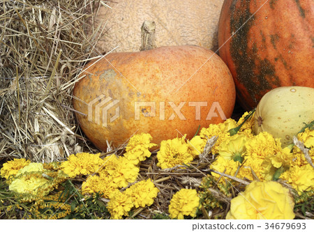 Image of autumn Image of autumn 34679693