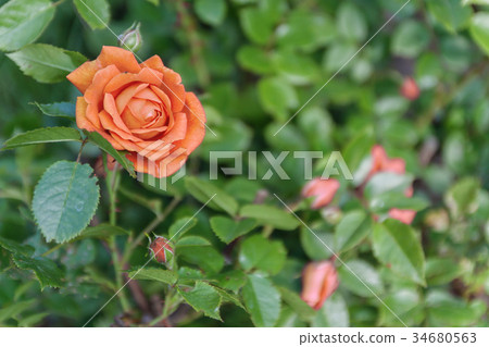 Orange rose on a bush, top view Orange rose on a bush, top view 34680563