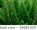Green tropical leaves, leaf background  34681305