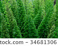 Green tropical leaves, leaf background  34681306