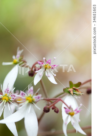 Yukinoshita (Yukinoshita) 34681603