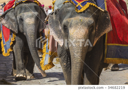 Decorated elephants in Jaleb Chowk in Amber Fort Decorated elephants in Jaleb Chowk in Amber Fort 34682219