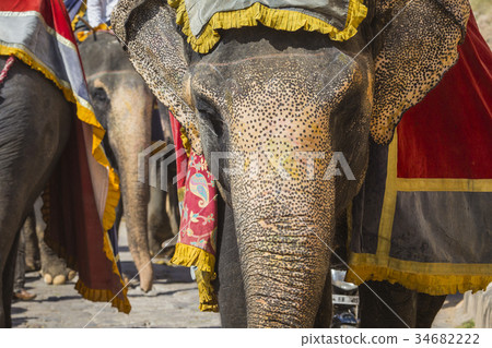 Decorated elephants in Jaleb Chowk in Amber Fort Decorated elephants in Jaleb Chowk in Amber Fort 34682222