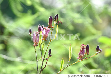 Hototogisu(Dusko Grass) Hototogisu(Dusko Grass) 34682905