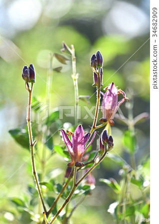 Hototogisu(Dusko Grass) Hototogisu(Dusko Grass) 34682909