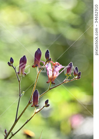 Hototogisu(Dusko Grass) Hototogisu(Dusko Grass) 34682910