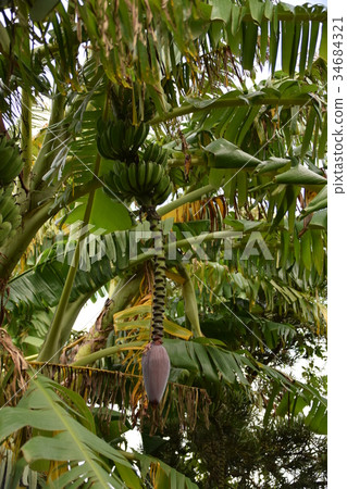 Japanese banana (global warming) Japanese banana (global warming) 34684321