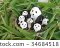 Panda children 34684518