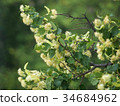 branches of flowering linden 34684962