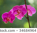 purple orchids 34684964