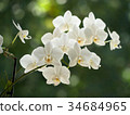 white orchids 34684965
