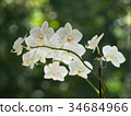 white orchids 34684966