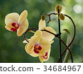 yellow orchids 34684967