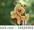 yellow orchids 34684968