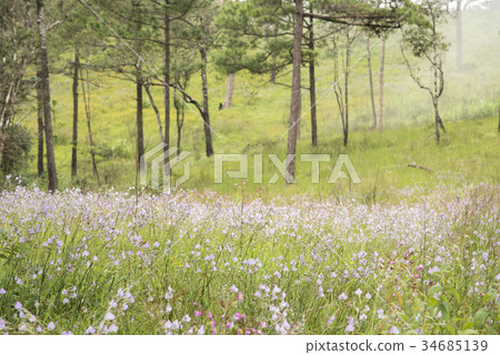 purple flower with pine tree forest. purple flower with pine tree forest. 34685139