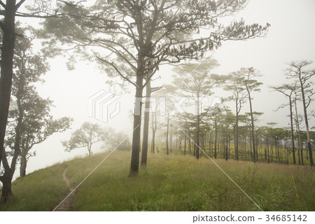 sunset with fog in pine tree forest. sunset with fog in pine tree forest. 34685142