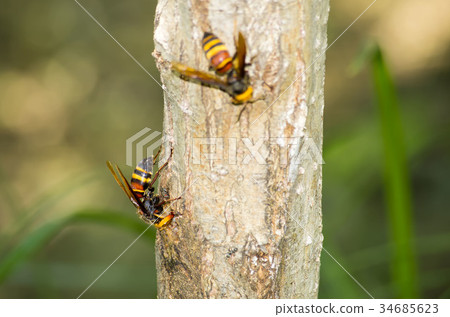 Hornet 34685623