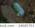 Larva of Sinjyo 34685701