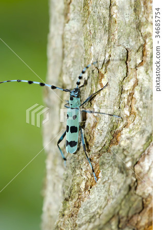 Ruri Boshikiki 34685754