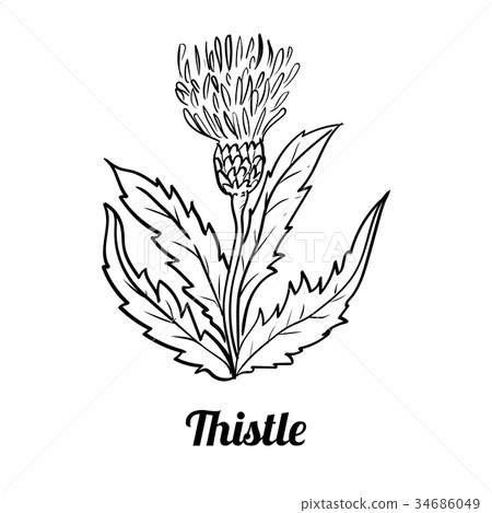 Hand drawn Thistle flower-Vector Illustration Hand drawn Thistle flower-Vector Illustration 34686049