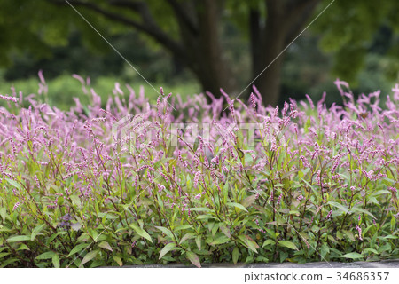 Persicaria longise Persicaria longise 34686357