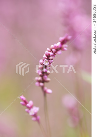 Persicaria longise 34686358